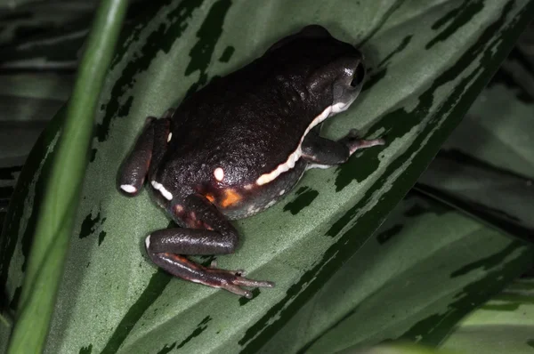개구리-11 — 스톡 사진