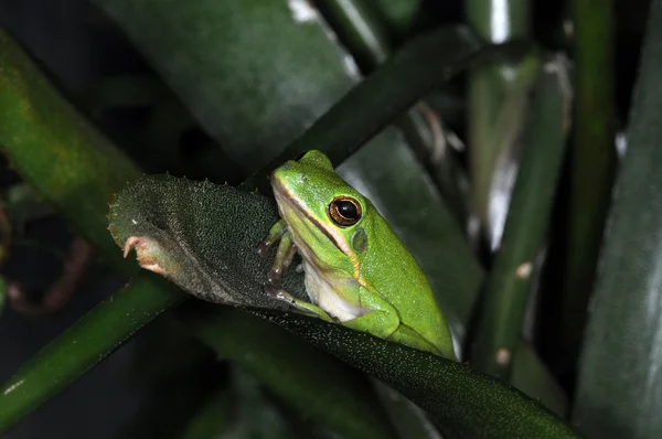 Frogs-7 — Stock fotografie