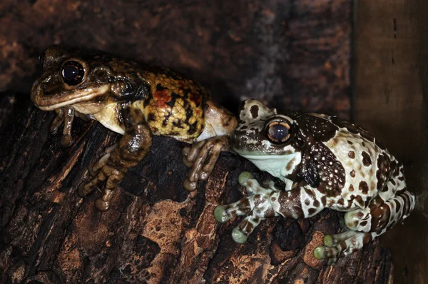 Два жаб-3 — стокове фото