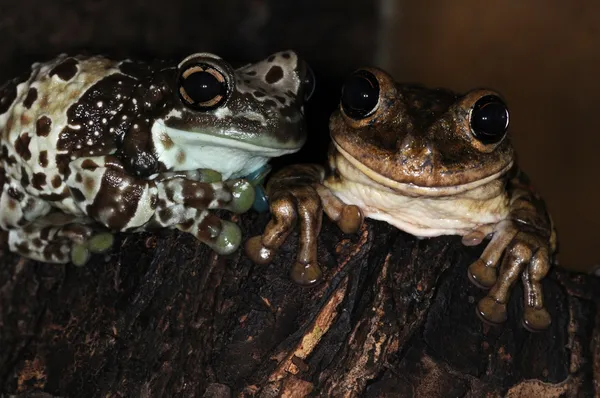 Два жаб-1 — стокове фото