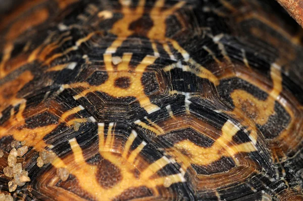Черепаха-2 — стоковое фото