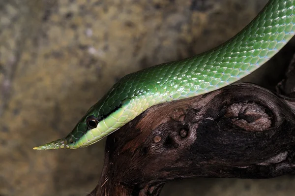 뱀 -1 — 스톡 사진