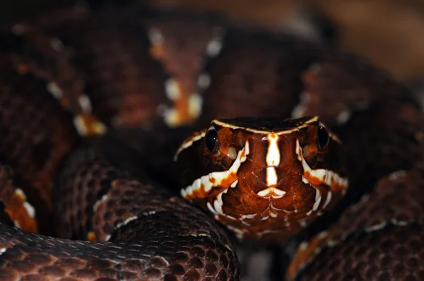 뱀-4 — 스톡 사진