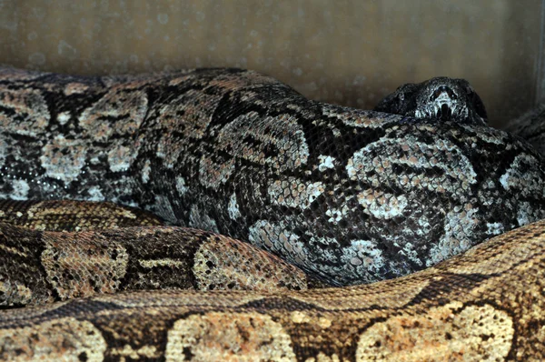 Snake-16 — Stock Photo, Image