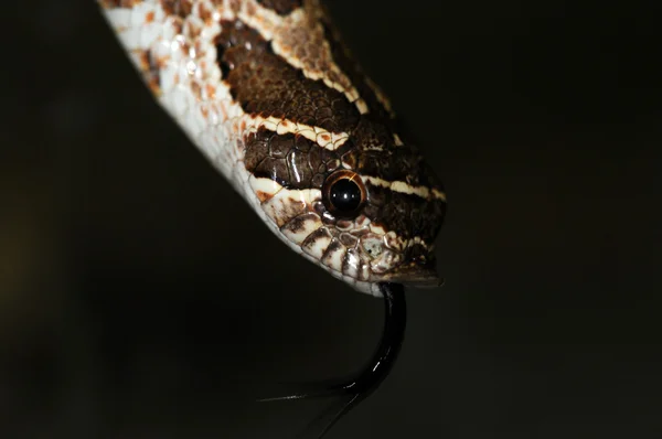 뱀 -24 — 스톡 사진
