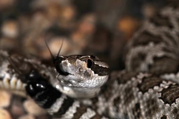 Snake-33 — Stock Photo, Image