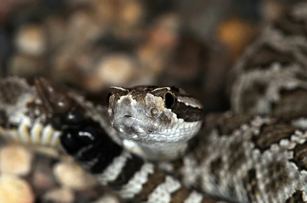 Snake-34 — Stock Photo, Image