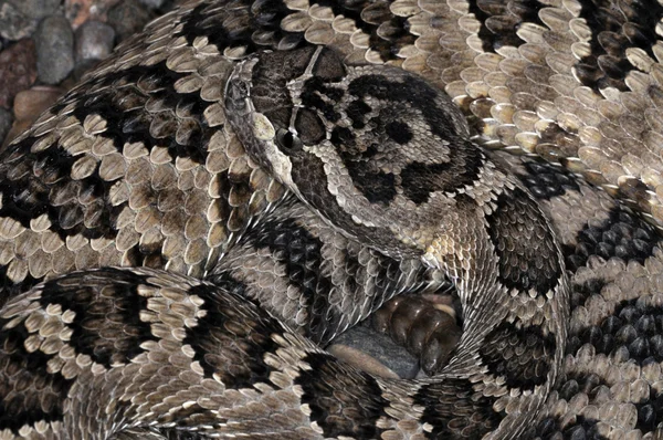 뱀-39 — 스톡 사진