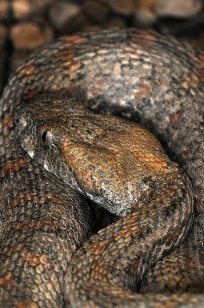 뱀 -40 — 스톡 사진
