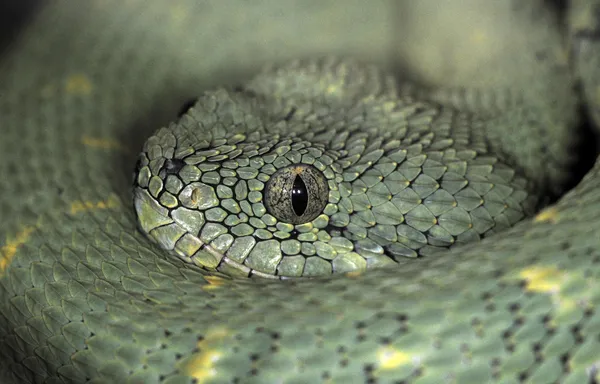 Змія-45 — стокове фото