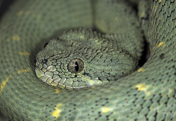 뱀 -46 — 스톡 사진