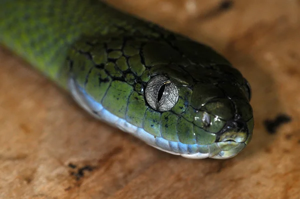 Kígyó-57kupac színes kisokos — Stock Fotó