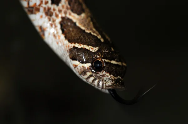 Snake-23 Royalty Free Stock Images