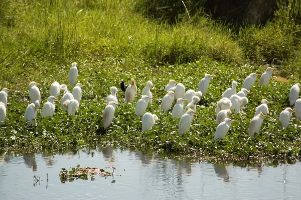 stock image Bird-25