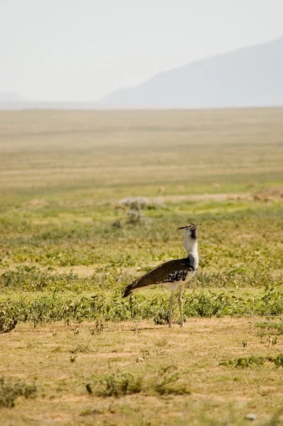 stock image Bird-29