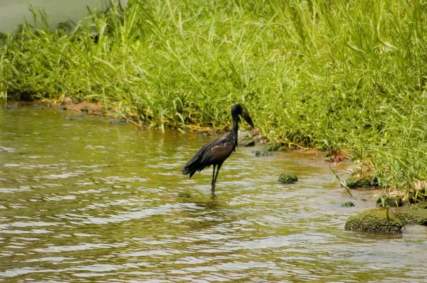 stock image Bird-57