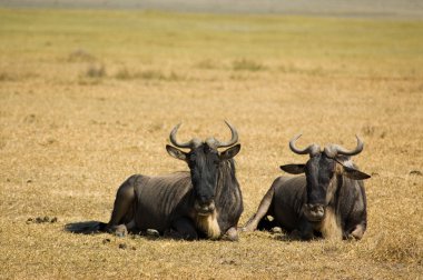 Blue Wildebeest-2 clipart