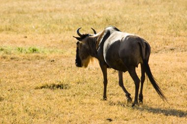 Mavi wildebeest-3