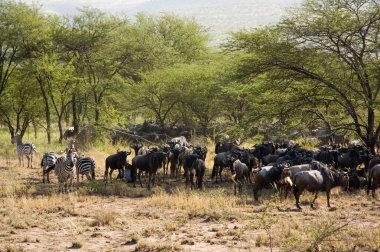 Mavi wildebeest-12