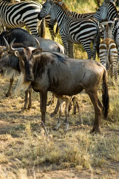 Mavi wildebeest-17 — Stok fotoğraf