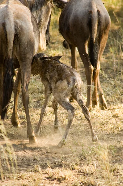 Mavi wildebeest-18 — Stok fotoğraf
