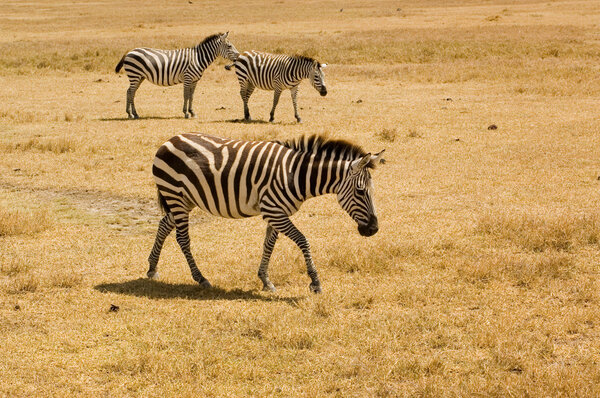 Zebras in Ngoro-ngoro reserves, Tanzania.