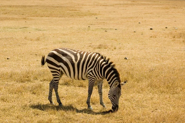 Zebra-4 — Stock Photo, Image
