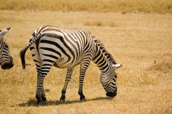 Zebra-8 — Stockfoto