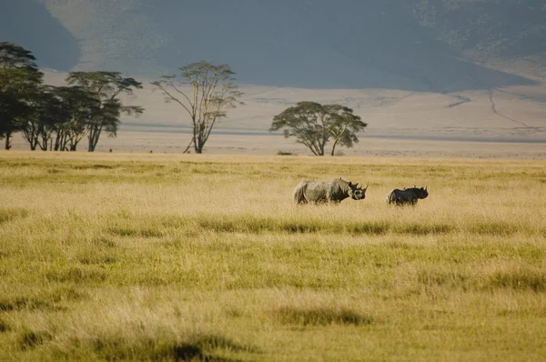 stock image Black rhinoceros-1