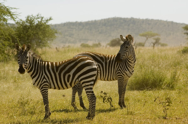 Zebras in Serengeti reserves, Tanzania.