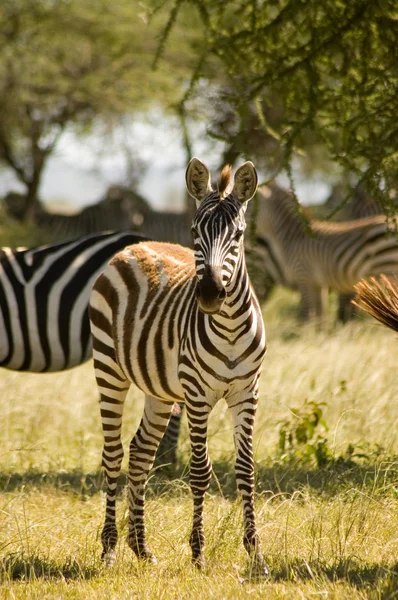 Zebra-16 — Stockfoto