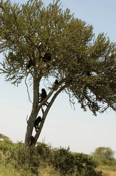 Оливкова бабуїнів -1 — стокове фото