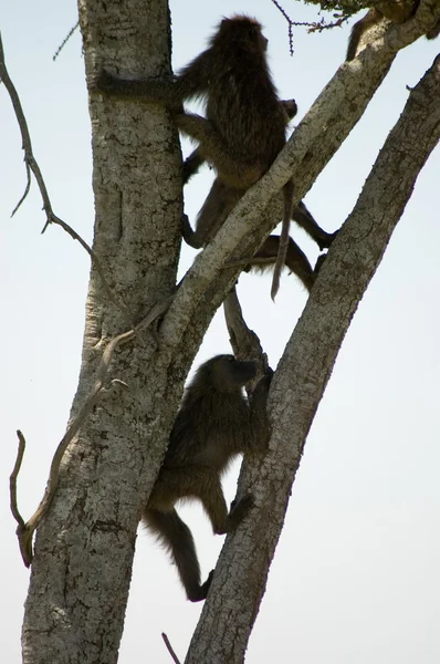 Оливковые Бабуины -3 — стоковое фото