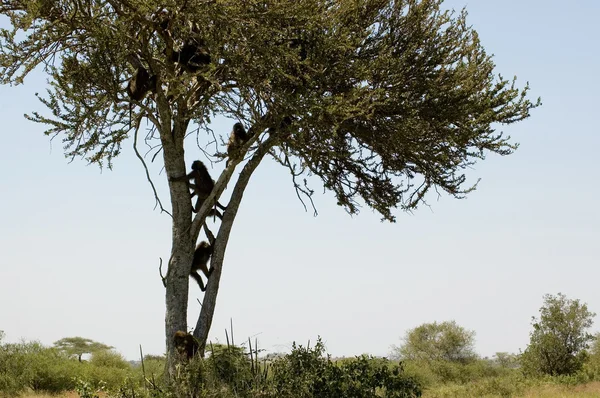 Оливкова бабуїнів -4 — стокове фото