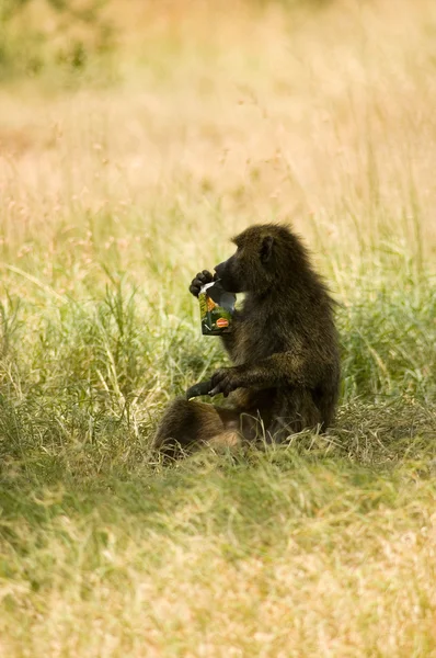 Olive Baboons -9 — Stok Foto