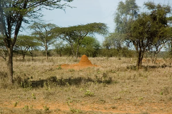 Кения -1 — стоковое фото