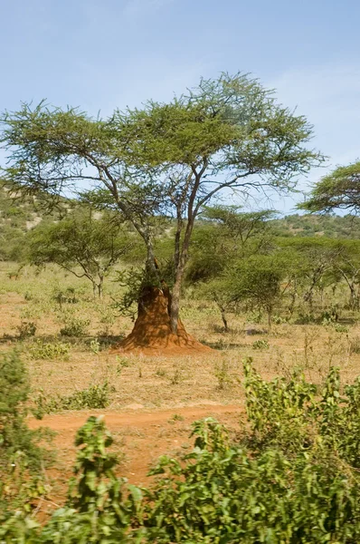 Kenia -2 — Stockfoto