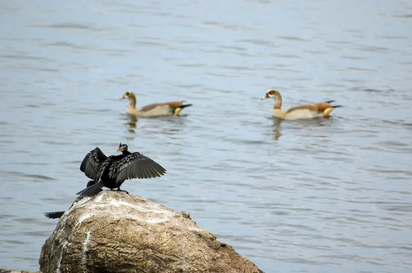 stock image Bird-82