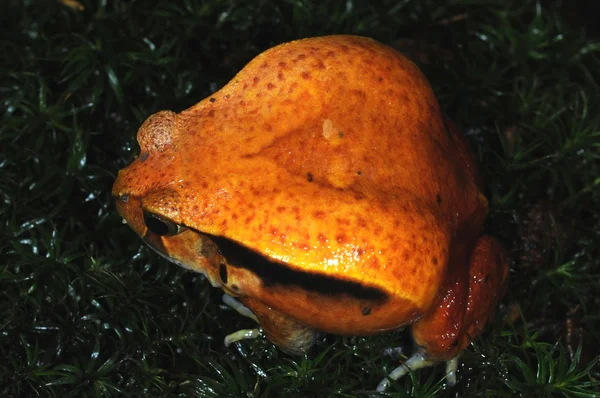 Frogs-22 — Zdjęcie stockowe