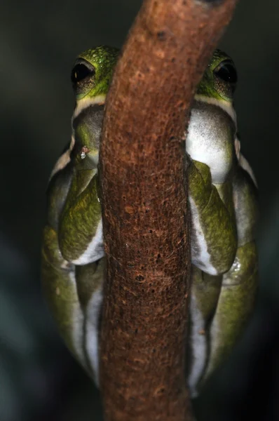개구리 -31 — 스톡 사진