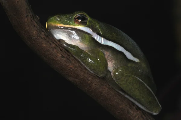 개구리-32 — 스톡 사진