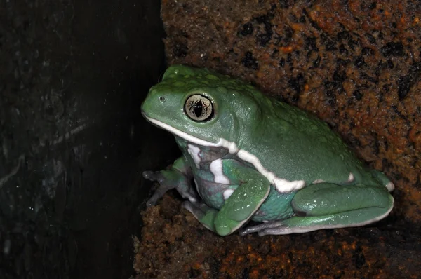 개구리-33 — 스톡 사진