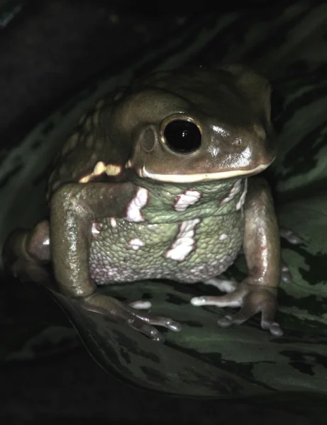 Frogs-47 — Stock fotografie