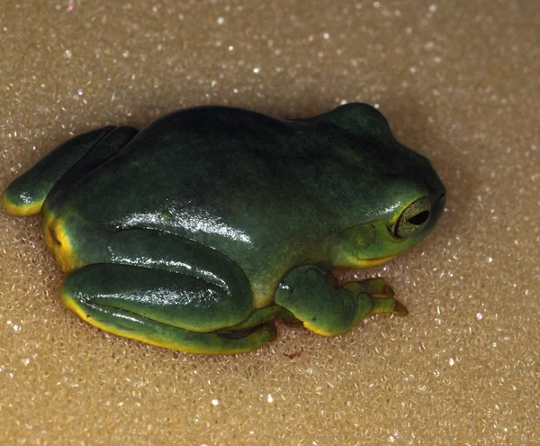 Frogs-51 — Stock fotografie