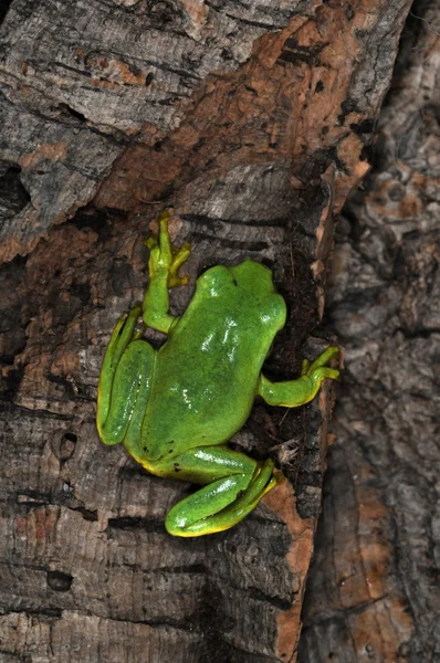 Frogs-52 — Stock fotografie