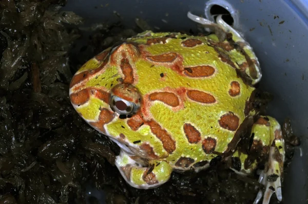 Frogs-57 — Stock fotografie