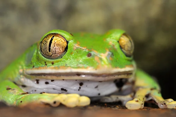 Frogs-84 — Stock fotografie