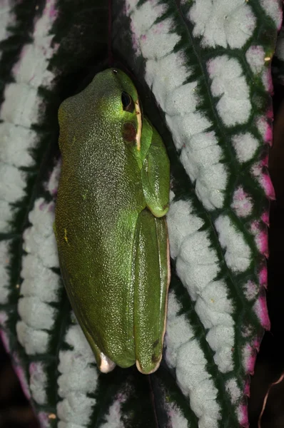 개구리-26 — 스톡 사진