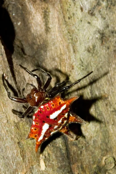 거미-3 — 스톡 사진