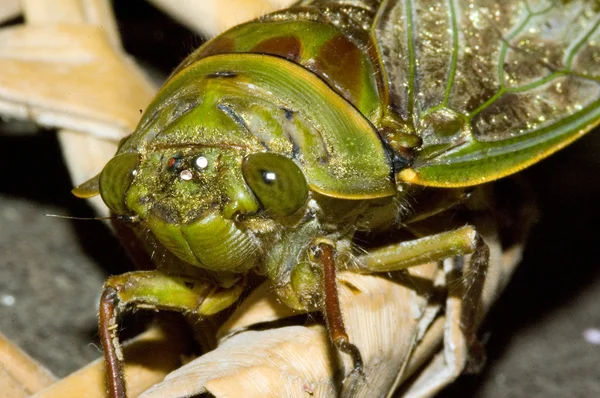 Ağustosböceği-4 — Stok fotoğraf